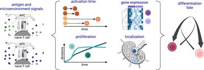 Divide and Conquer: Phenotypic and Temporal Heterogeneity Within CD8+ T Cell Responses